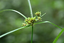 BUITEN BEELD Foto: 445862