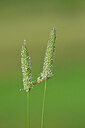 BUITEN BEELD Foto: 445866