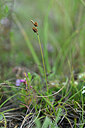 BUITEN BEELD Foto: 445878