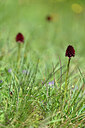 BUITEN BEELD Foto: 445891