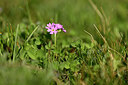 BUITEN BEELD Foto: 445900
