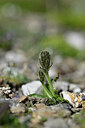 BUITEN BEELD Foto: 445915