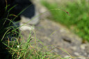 BUITEN BEELD Foto: 445917