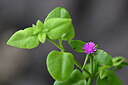 BUITEN BEELD Foto: 445923