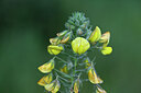 BUITEN BEELD Foto: 445928
