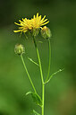 BUITEN BEELD Foto: 445931