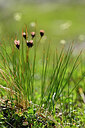 BUITEN BEELD Foto: 445933