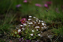 BUITEN BEELD Foto: 445934