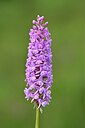 BUITEN BEELD Foto: 445943