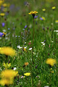 BUITEN BEELD Foto: 445948