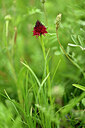 BUITEN BEELD Foto: 445953