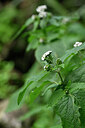 BUITEN BEELD Foto: 445954