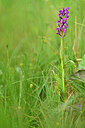 BUITEN BEELD Foto: 445961
