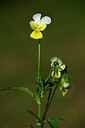 BUITEN BEELD Foto: 445971
