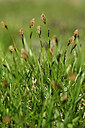 BUITEN BEELD Foto: 445976
