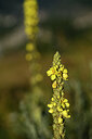 BUITEN BEELD Foto: 445979