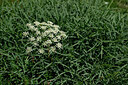 BUITEN BEELD Foto: 445983