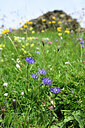 BUITEN BEELD Foto: 445990