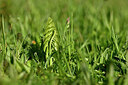 BUITEN BEELD Foto: 445995