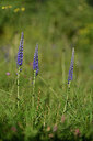 BUITEN BEELD Foto: 445996