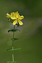 BUITEN BEELD Foto: 446011