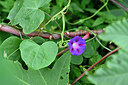 BUITEN BEELD Foto: 446013