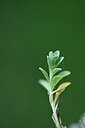 BUITEN BEELD Foto: 446015