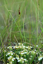 BUITEN BEELD Foto: 446022
