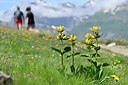 BUITEN BEELD Foto: 446024