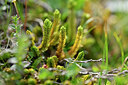 BUITEN BEELD Foto: 446026