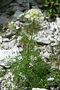 BUITEN BEELD Foto: 446034