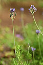 BUITEN BEELD Foto: 446039