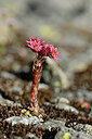 BUITEN BEELD Foto: 446045