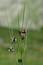 BUITEN BEELD Foto: 446057