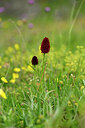 BUITEN BEELD Foto: 446059