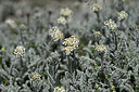 BUITEN BEELD Foto: 446060