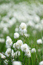 BUITEN BEELD Foto: 446063