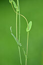 BUITEN BEELD Foto: 446064