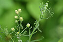 BUITEN BEELD Foto: 446066