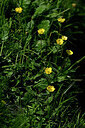 BUITEN BEELD Foto: 446070