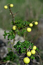 BUITEN BEELD Foto: 446072