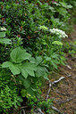BUITEN BEELD Foto: 446081