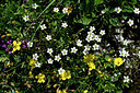 BUITEN BEELD Foto: 446082