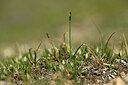 BUITEN BEELD Foto: 446084
