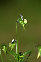 BUITEN BEELD Foto: 446087