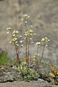 BUITEN BEELD Foto: 446092