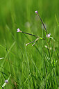 BUITEN BEELD Foto: 446099