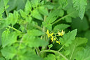 BUITEN BEELD Foto: 446102
