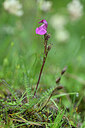 BUITEN BEELD Foto: 446103