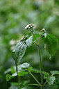BUITEN BEELD Foto: 446106